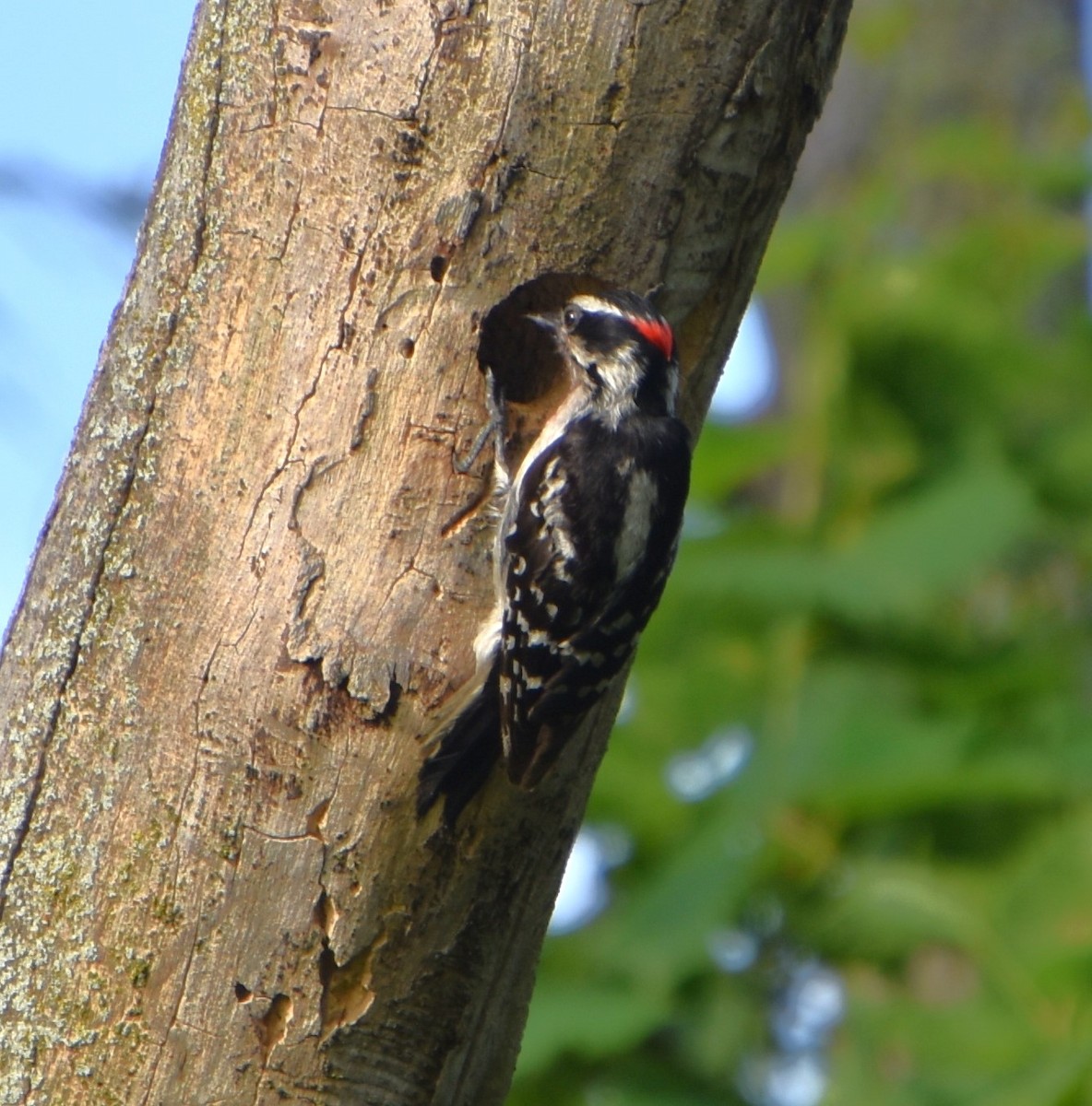 Downy Woodpecker - ML620715375