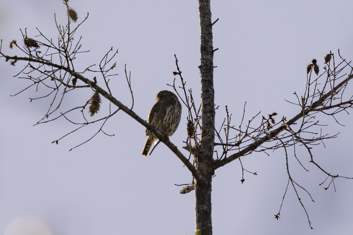 Northern Pygmy-Owl - ML620715377