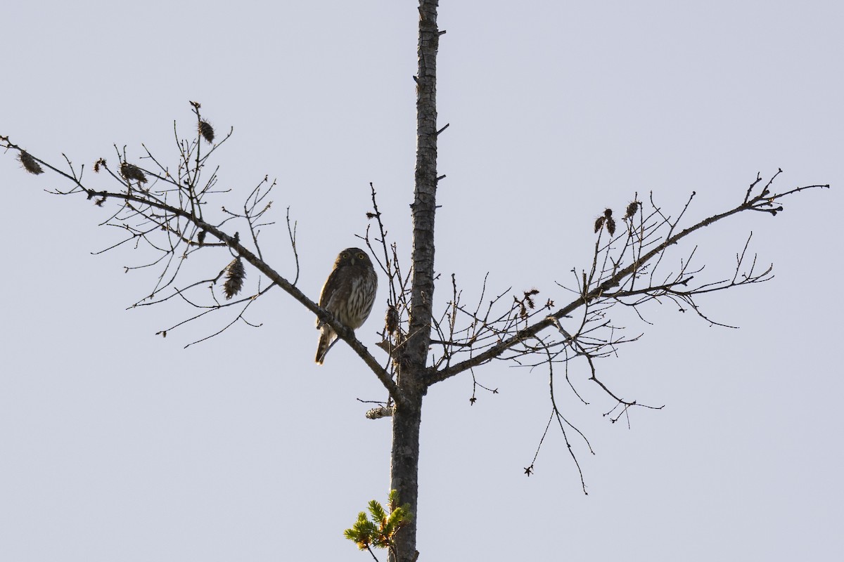 Northern Pygmy-Owl - Loni Ye