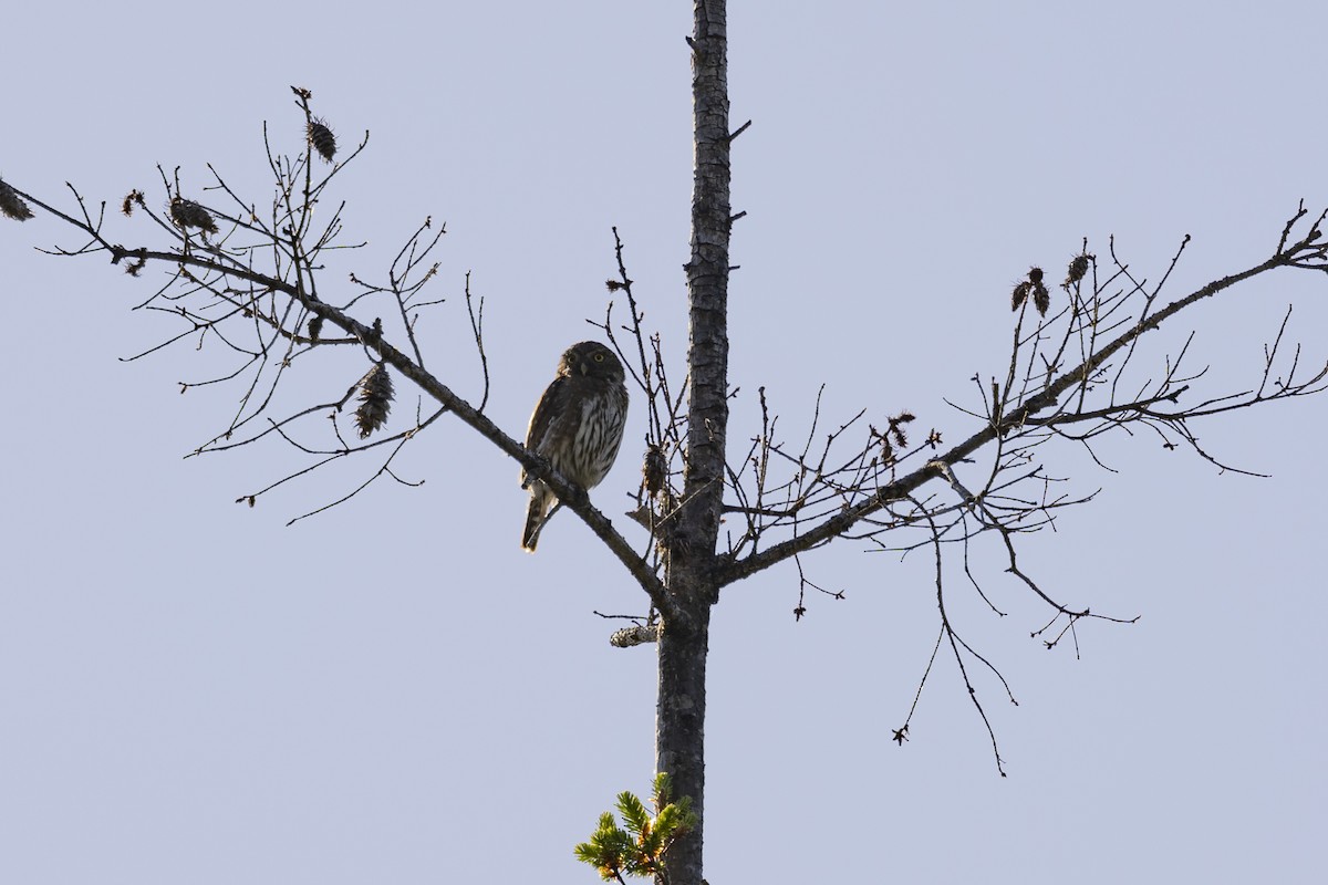 Northern Pygmy-Owl - ML620715379