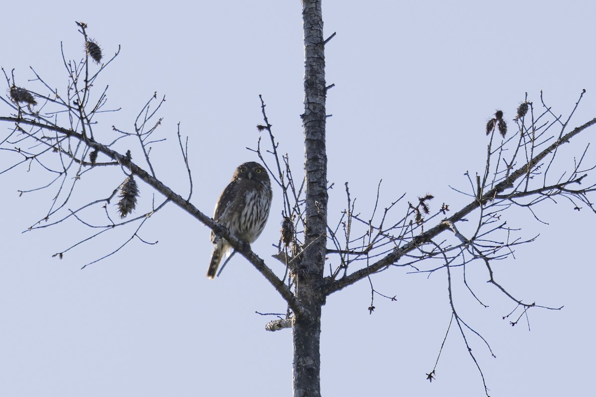 Northern Pygmy-Owl - ML620715380