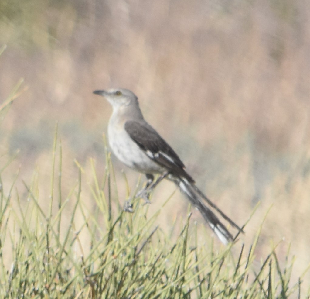 Northern Mockingbird - ML620715381