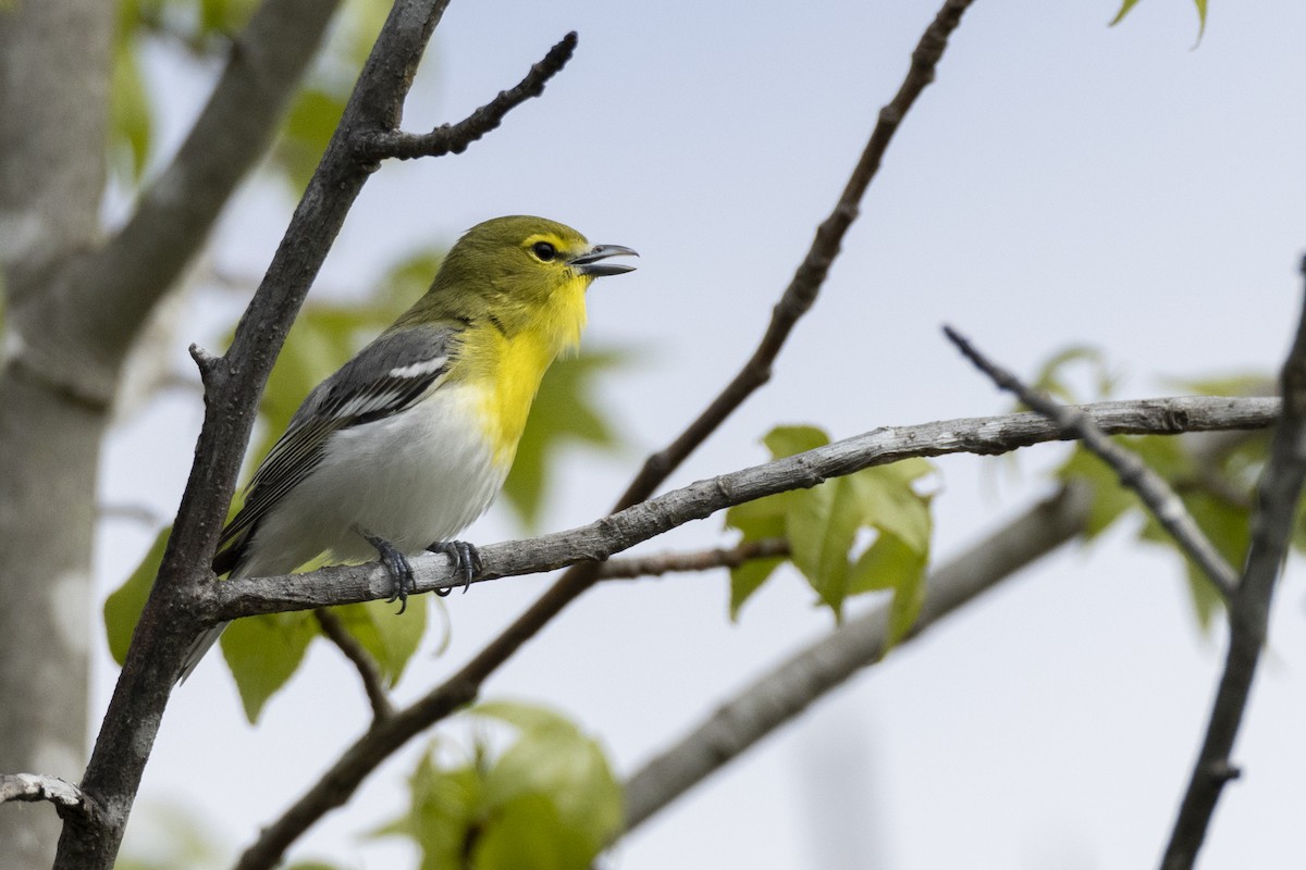 Viréo à gorge jaune - ML620715383