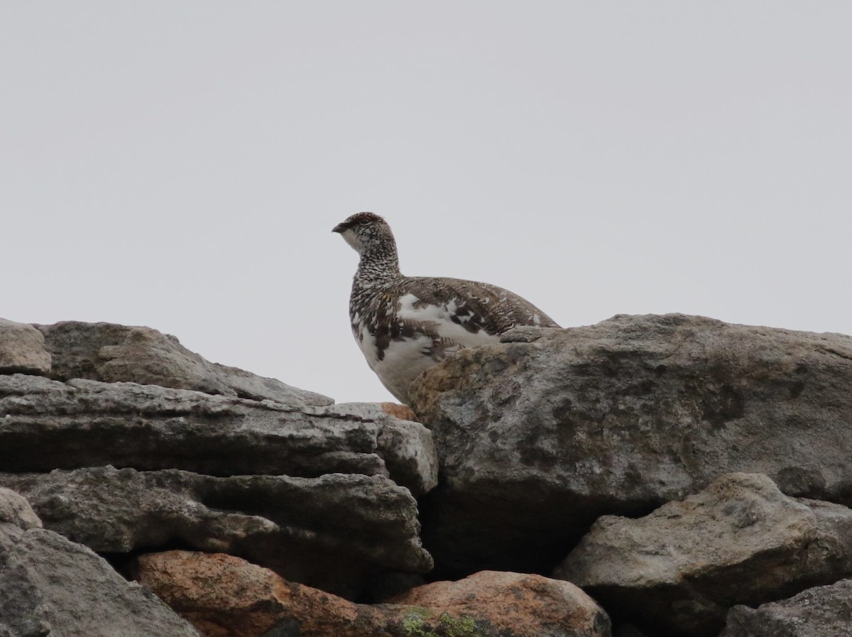 Rock Ptarmigan - ML620715384