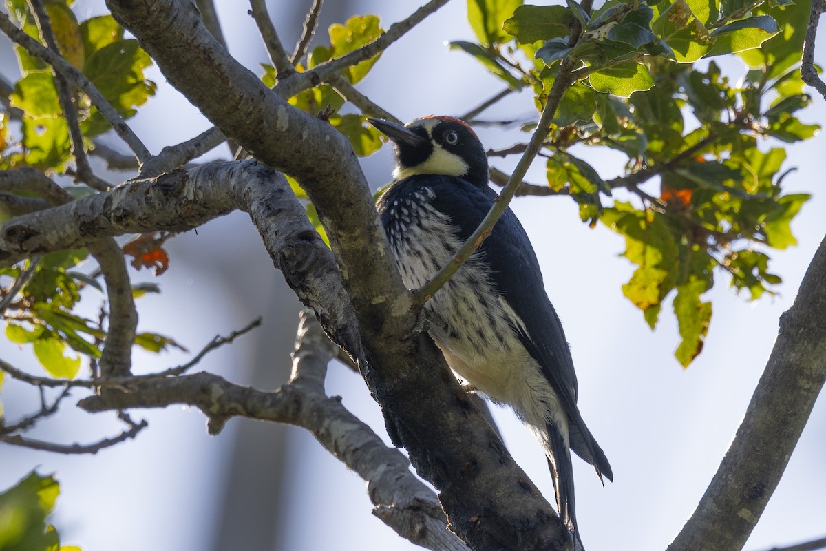 Acorn Woodpecker - ML620715386