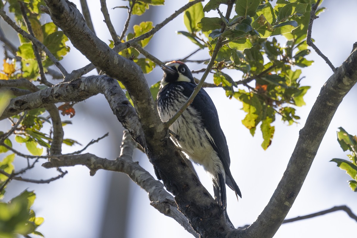 Acorn Woodpecker - ML620715387