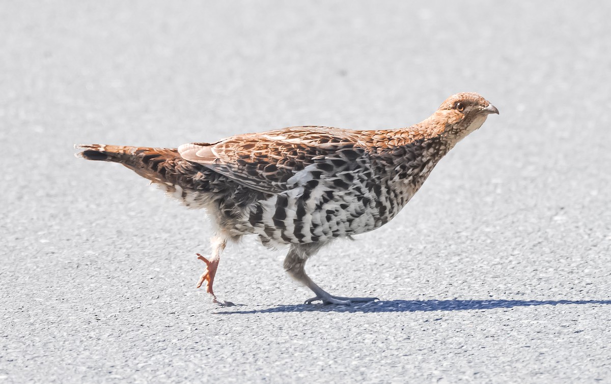 Gélinotte huppée ou Tétras du Canada - ML620715388