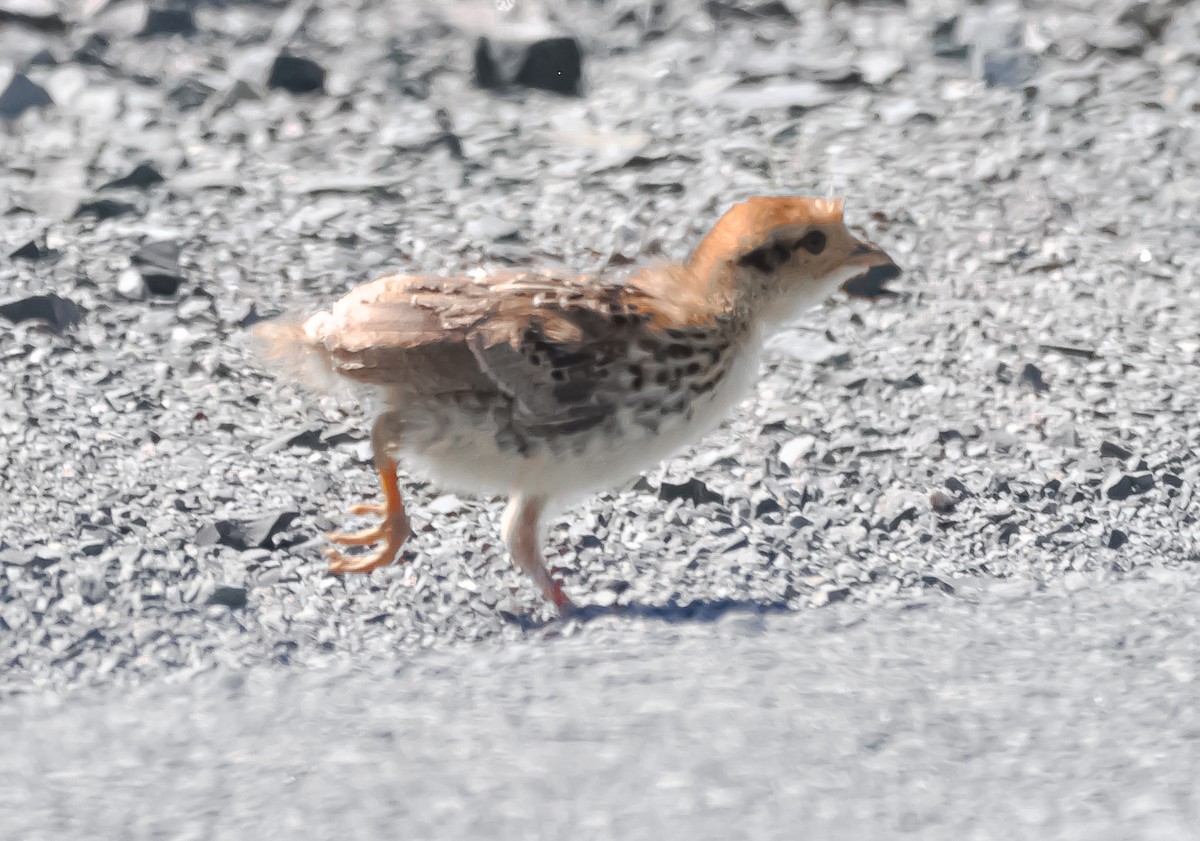 Gélinotte huppée ou Tétras du Canada - ML620715389