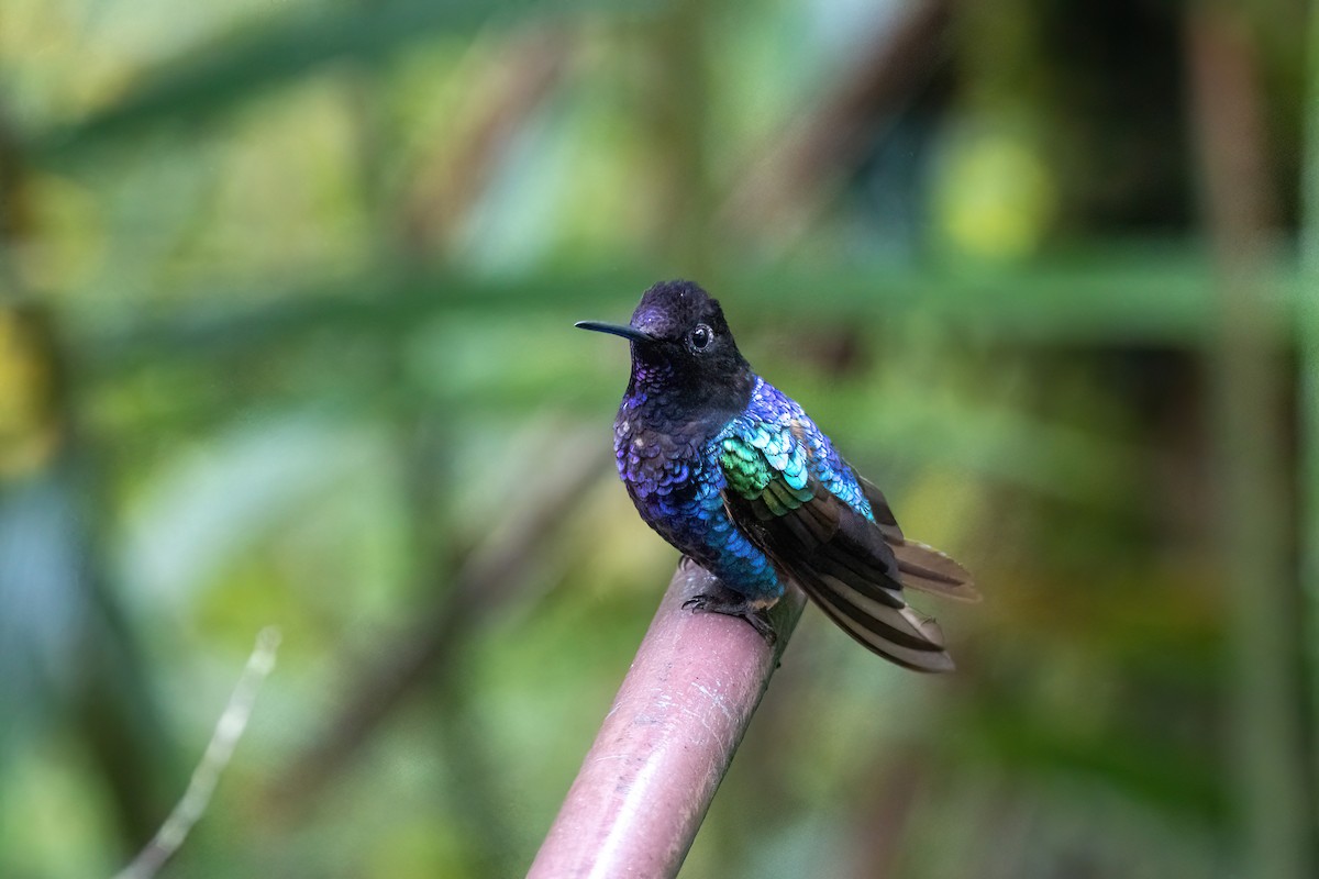 Colibri de Jardine - ML620715390