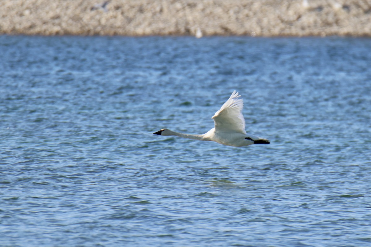 Tundra Swan - ML620715391