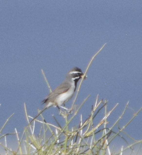 Black-throated Sparrow - ML620715392