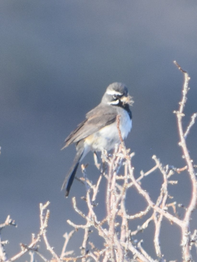 Black-throated Sparrow - ML620715393