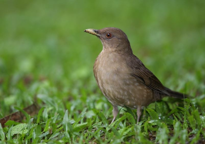 Clay-colored Thrush - ML620715394