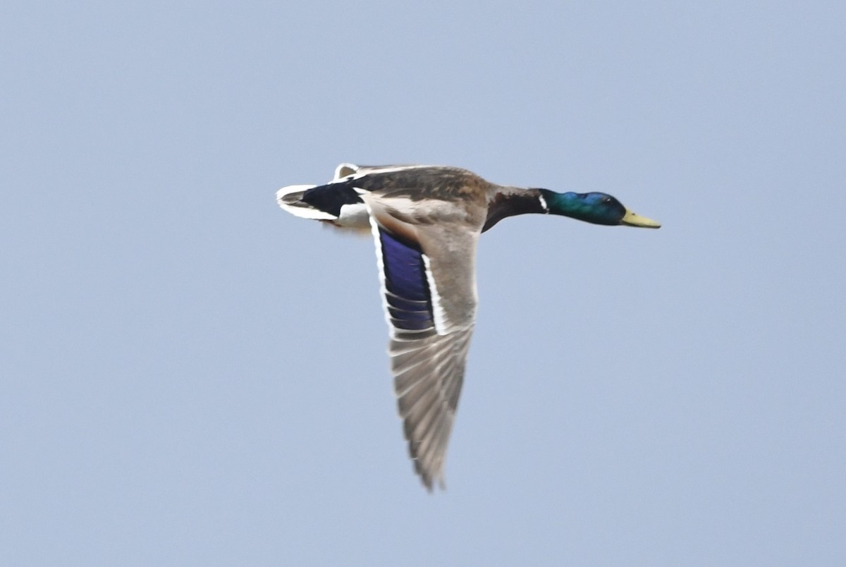 Mallard - ML620715395