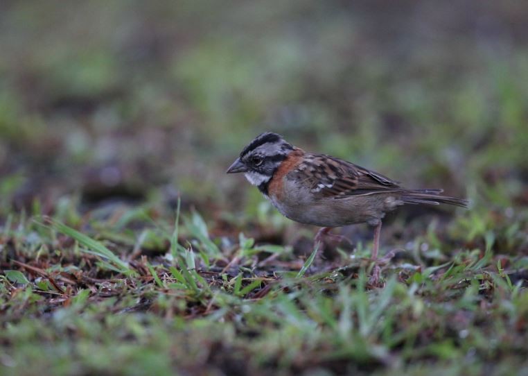 Rufous-collared Sparrow - ML620715396