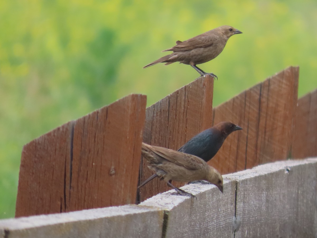 Brown-headed Cowbird - Mabel Bredahl