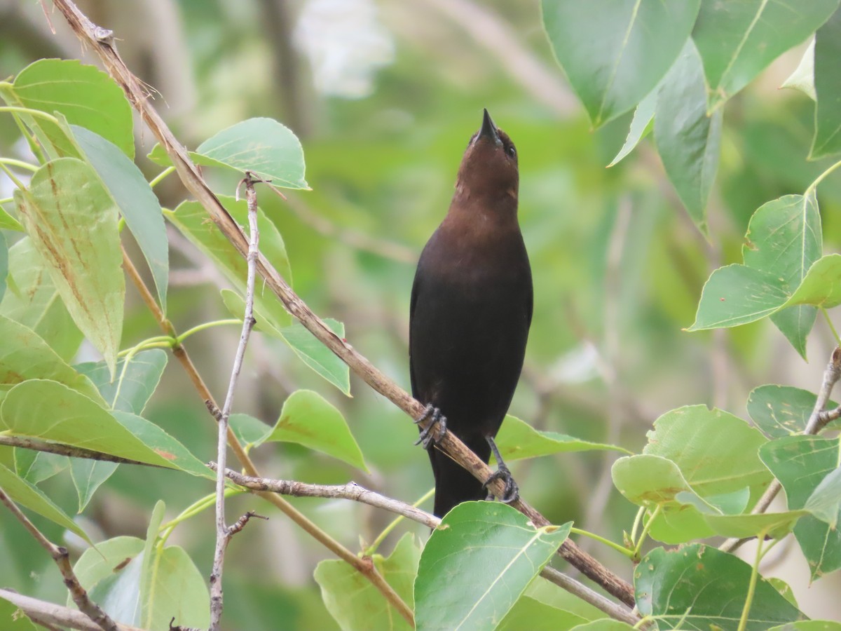 Brown-headed Cowbird - Mabel Bredahl