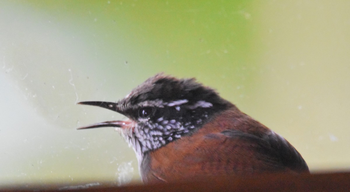 Gray-breasted Wood-Wren - ML620715430