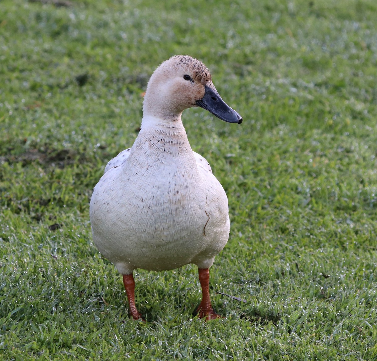 Mallard (Domestic type) - ML620715433