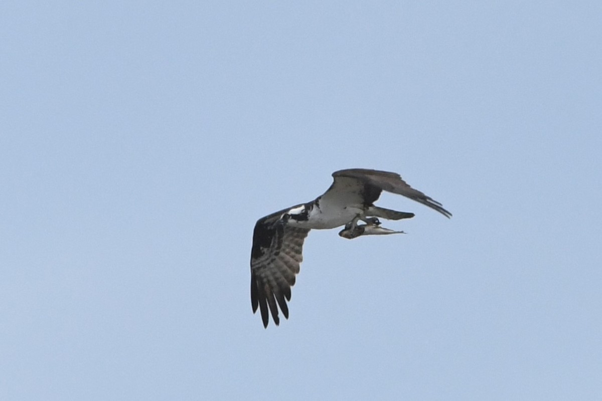 Águila Pescadora - ML620715434