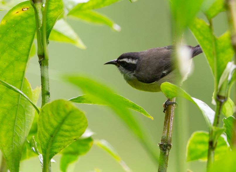 Bananaquit - ML620715435