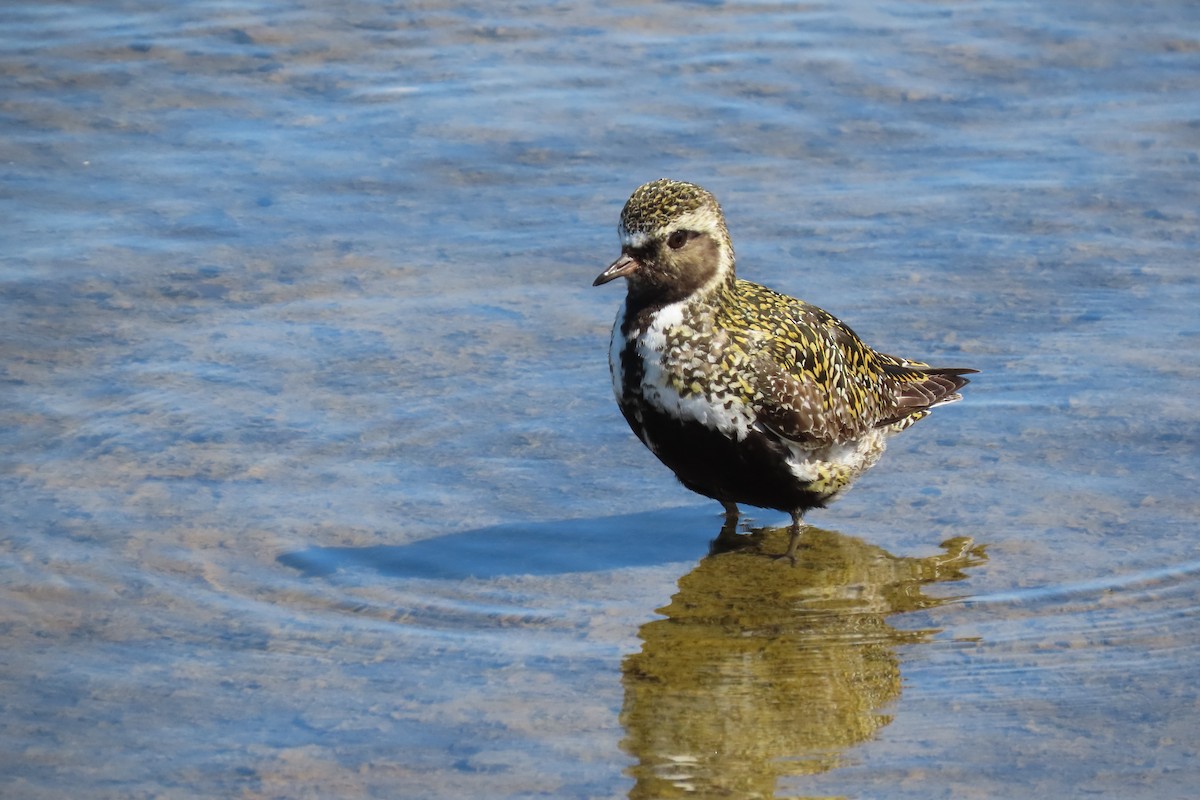 European Golden-Plover - ML620715436