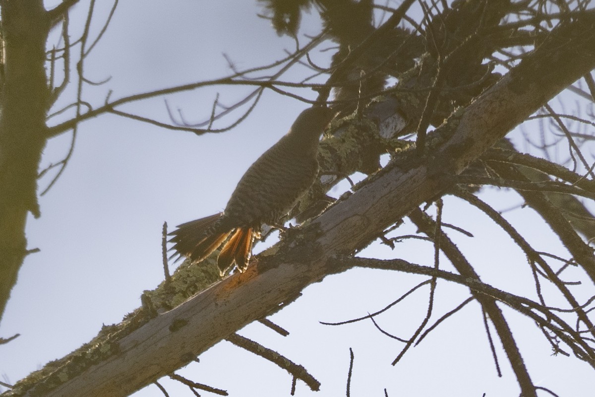 Northern Flicker - ML620715438