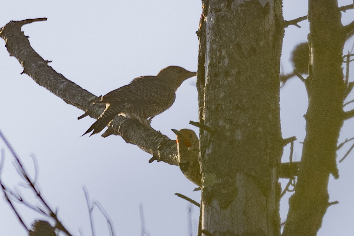 Northern Flicker - ML620715439