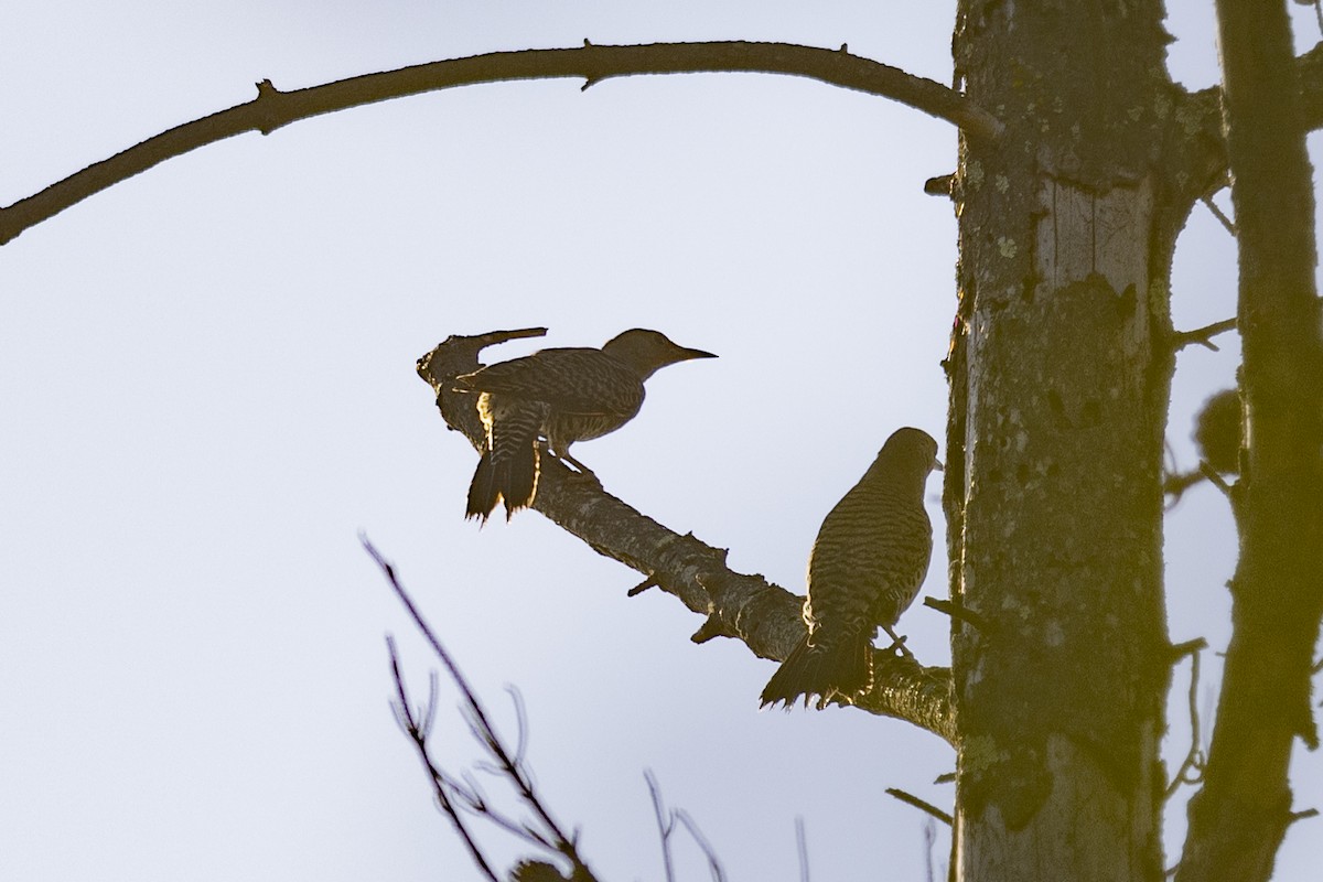 Northern Flicker - Loni Ye