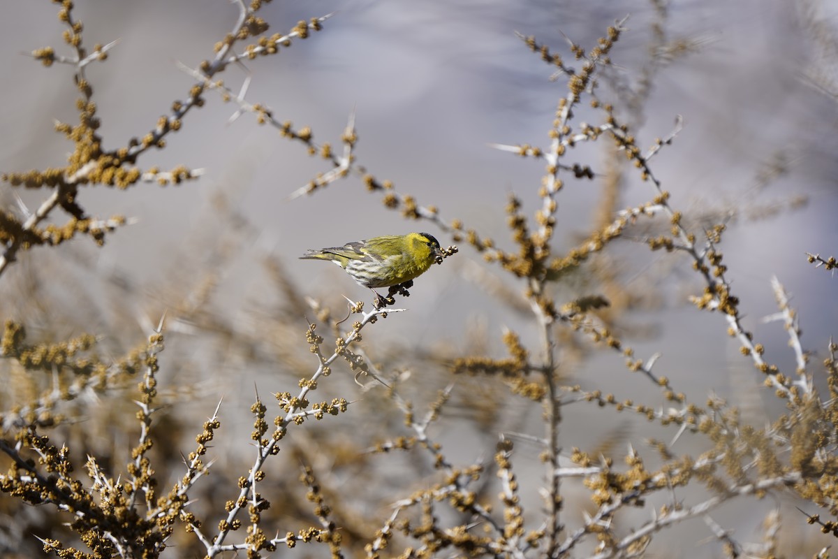 Eurasian Siskin - ML620715449