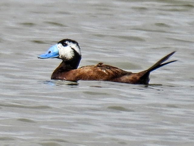 White-headed Duck - Manuel Hermosilla