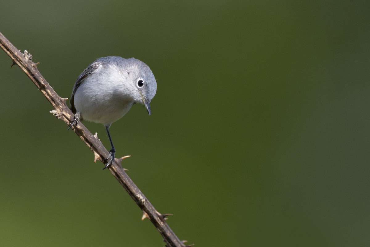 Perlita Grisilla (caerulea) - ML620715454