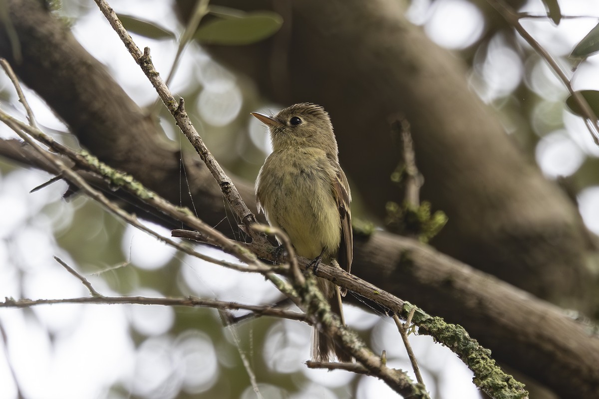 Western Flycatcher - ML620715455