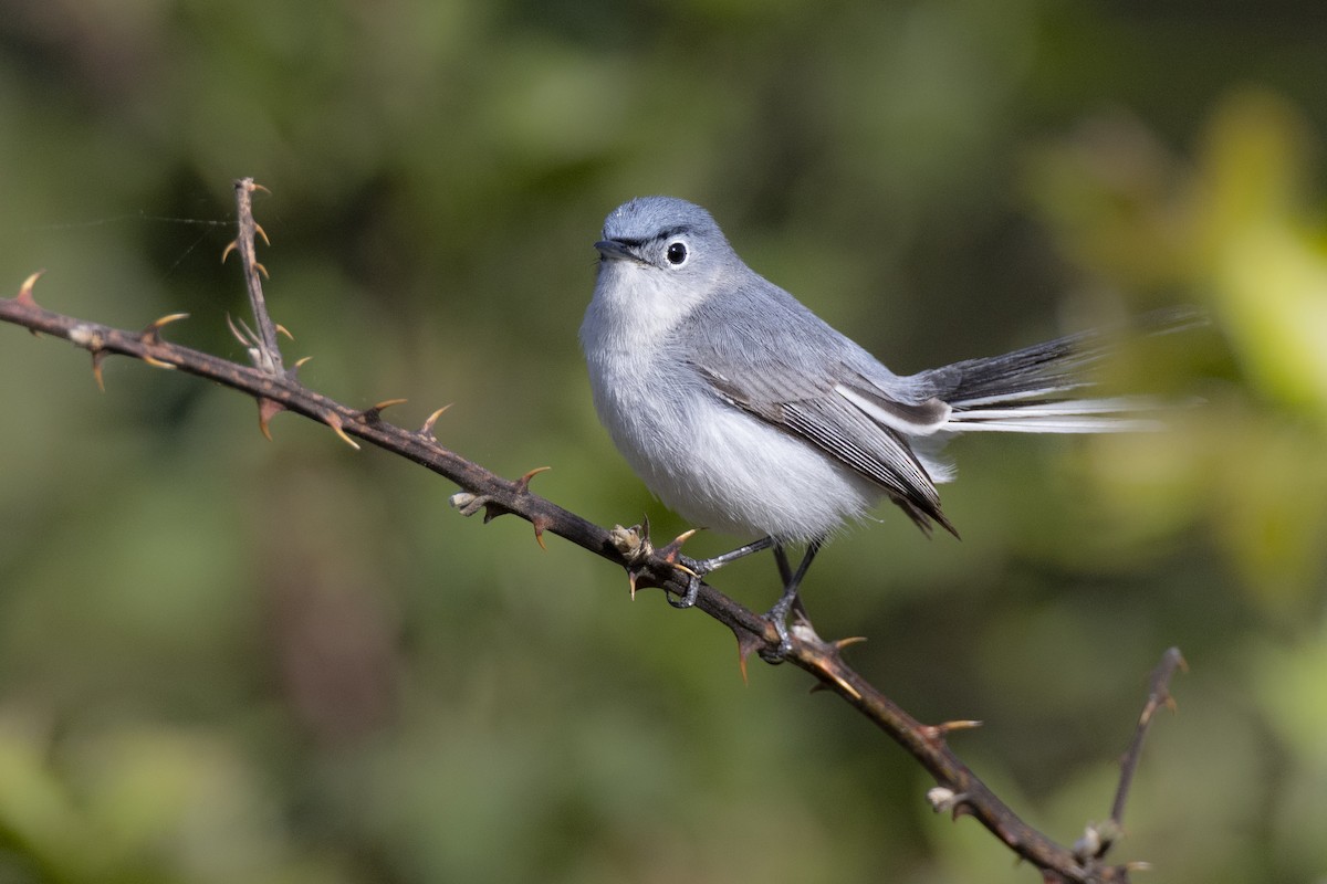 Gobemoucheron gris-bleu (caerulea) - ML620715457