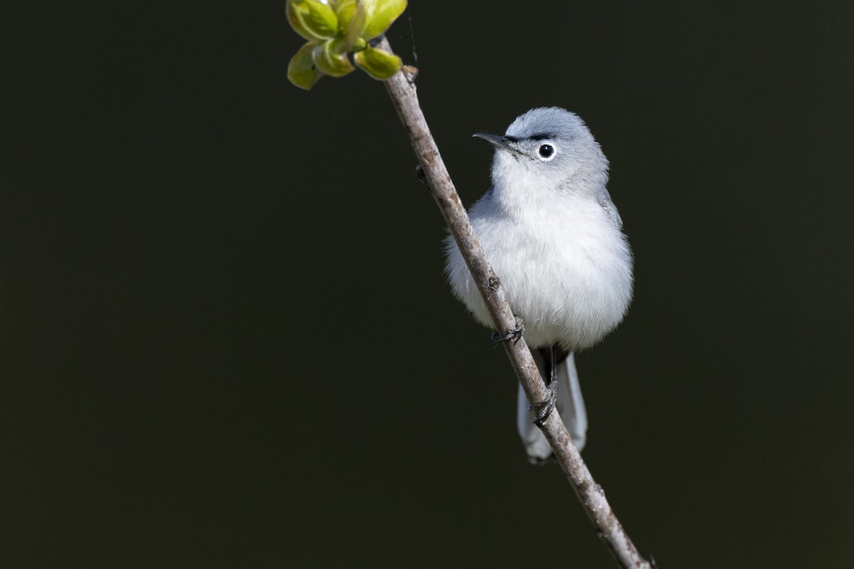 Perlita Grisilla (caerulea) - ML620715459