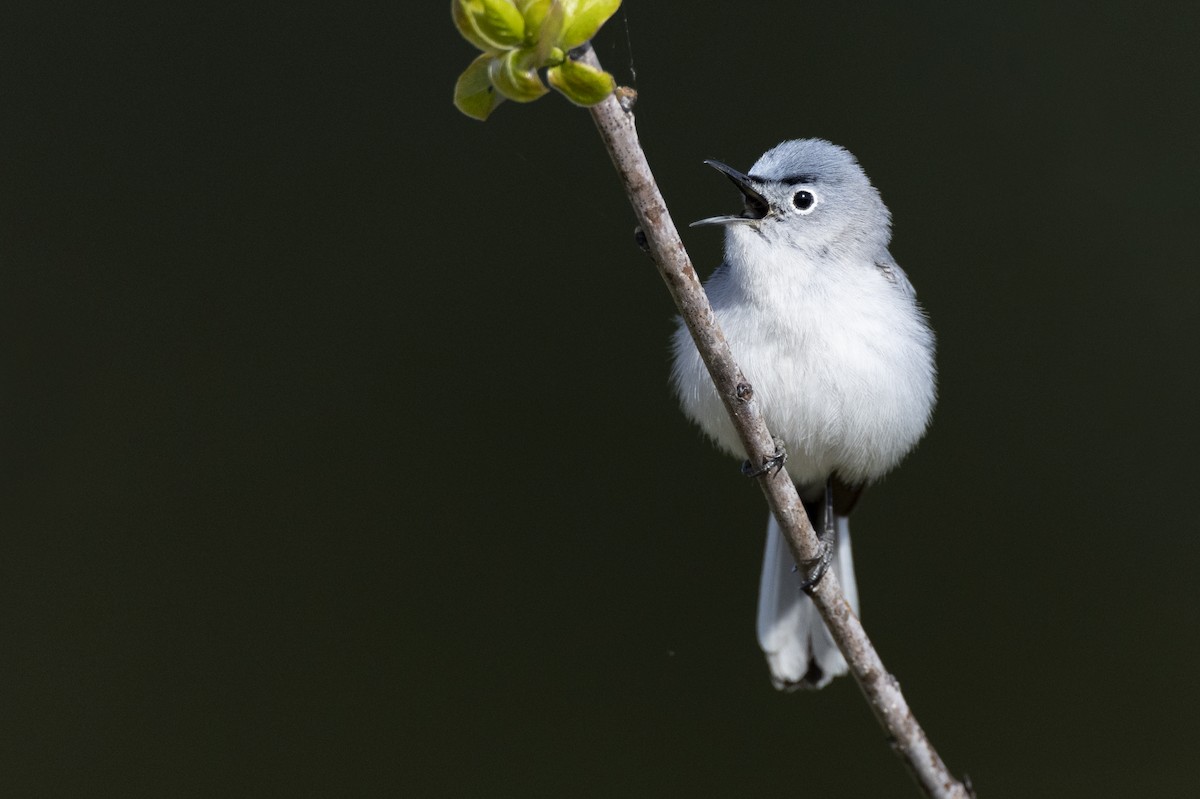 Blue-gray Gnatcatcher (caerulea) - ML620715460