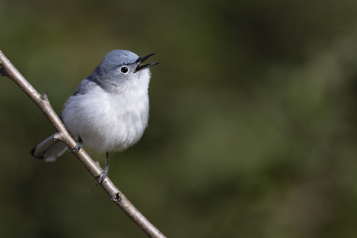 Blue-gray Gnatcatcher (caerulea) - ML620715461