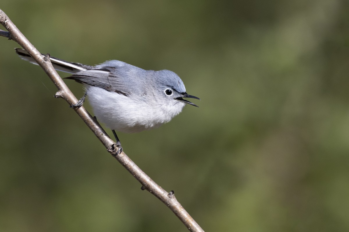 Gobemoucheron gris-bleu (caerulea) - ML620715463