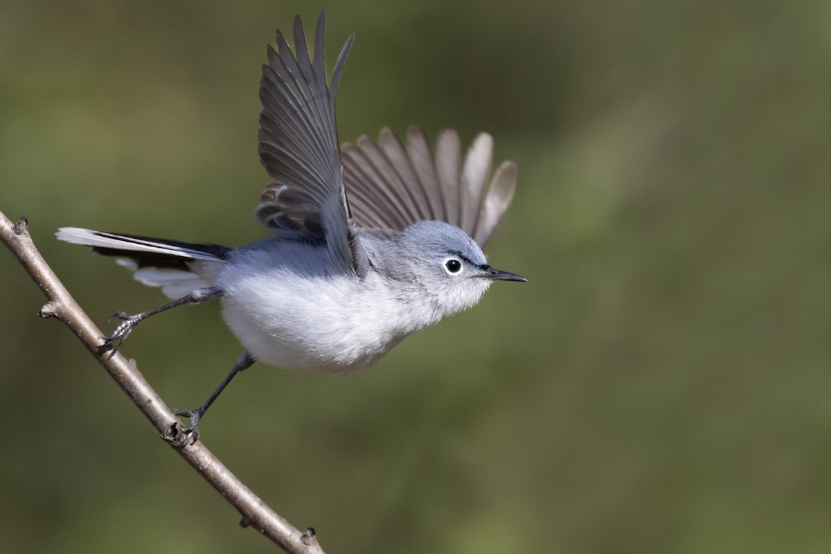 Blue-gray Gnatcatcher (caerulea) - ML620715464