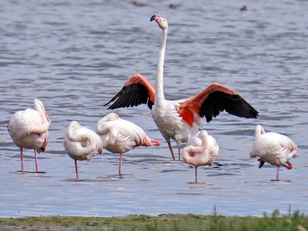 Flamant rose - ML620715471