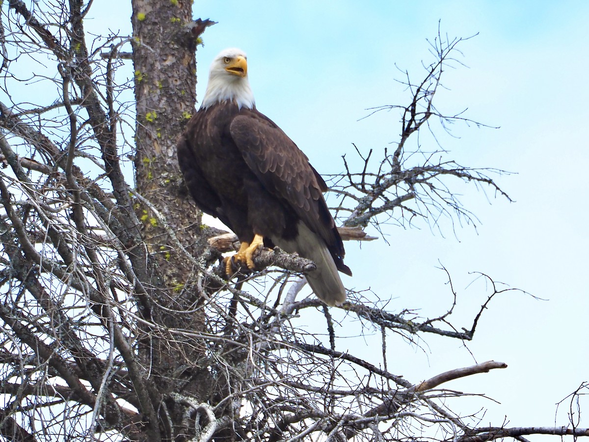 Bald Eagle - ML620715472