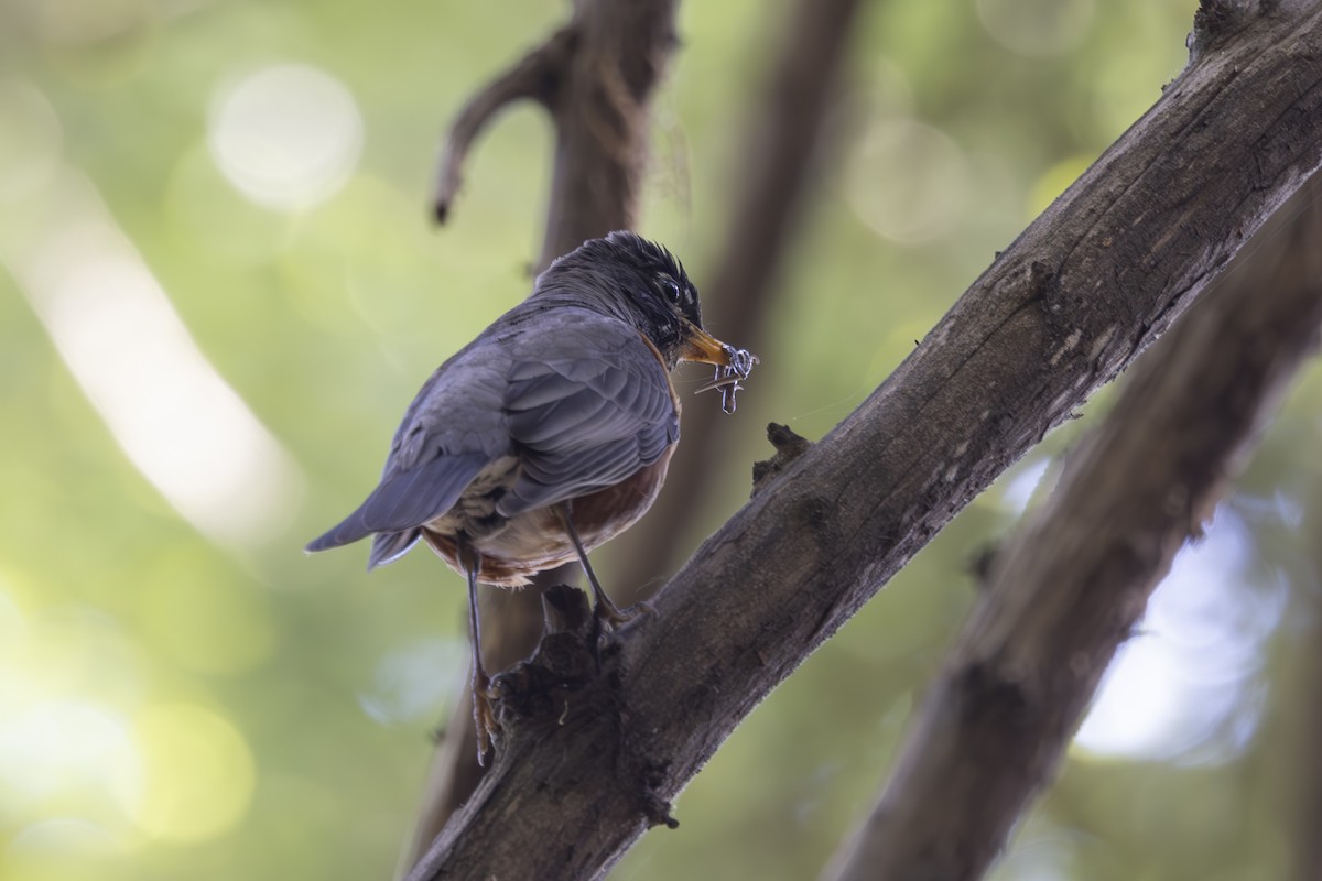 American Robin - ML620715478