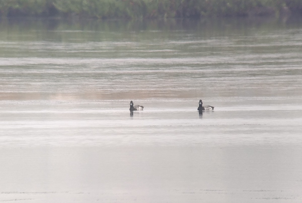 Lesser Scaup - ML620715490