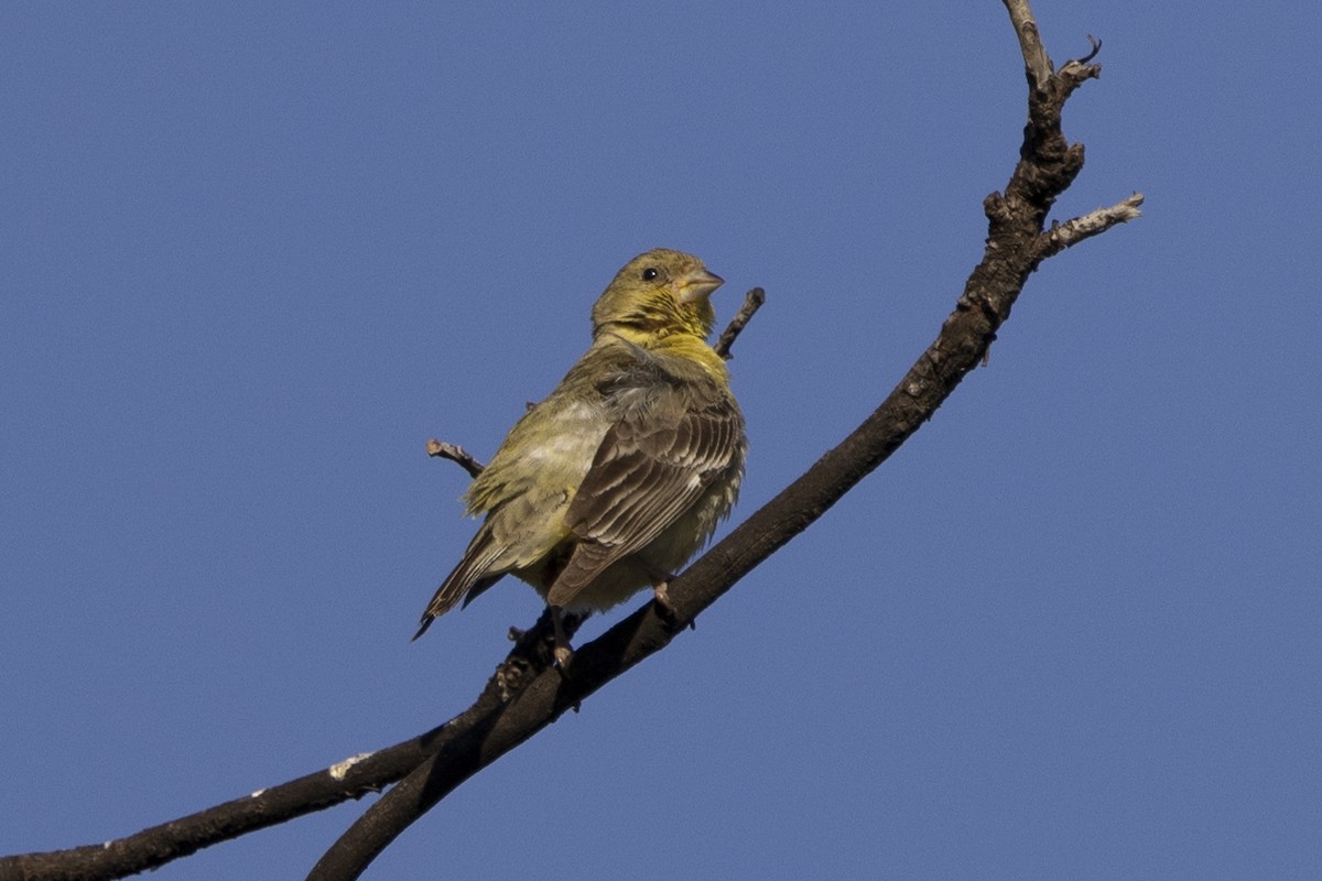 Lesser Goldfinch - ML620715491