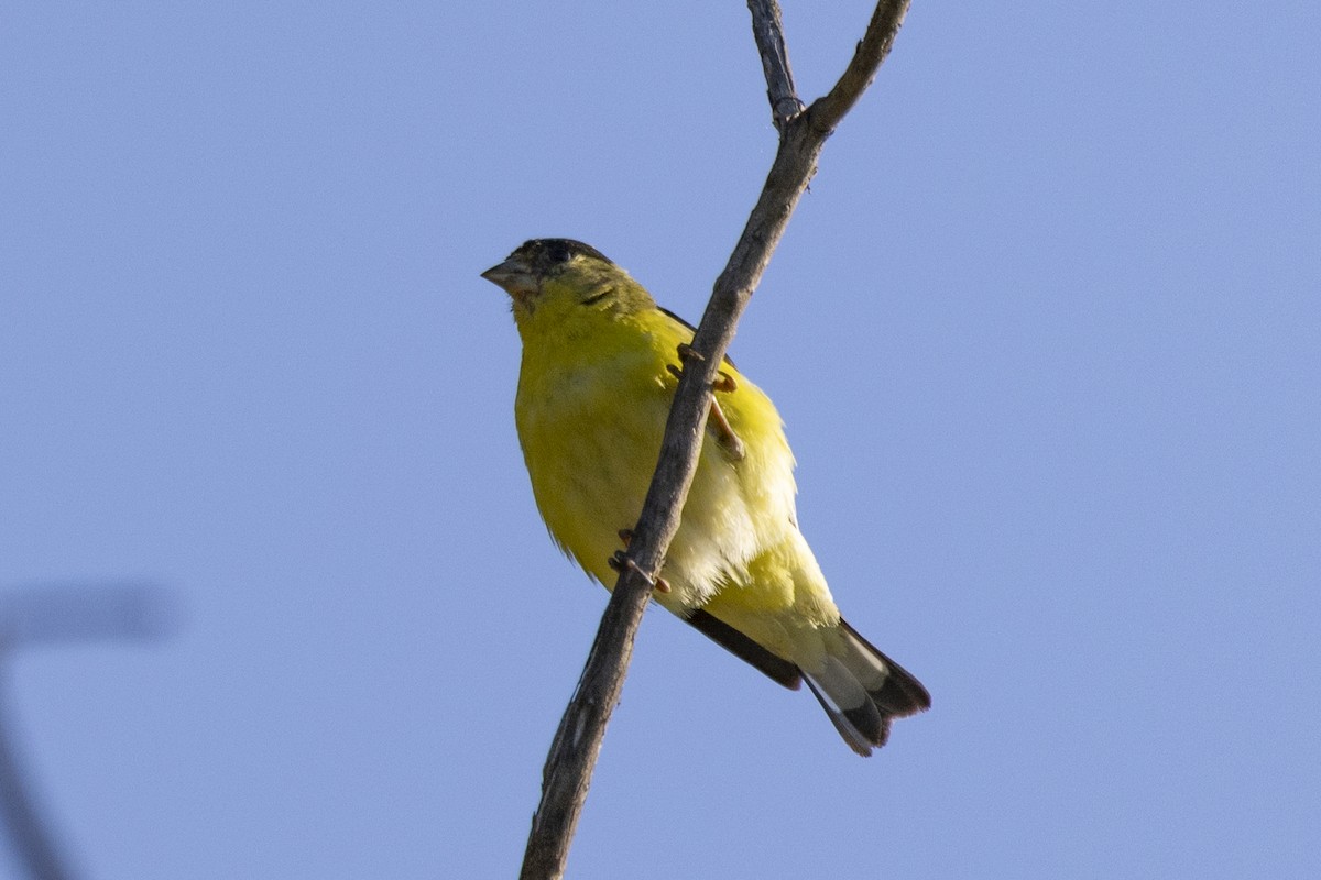 Lesser Goldfinch - ML620715492