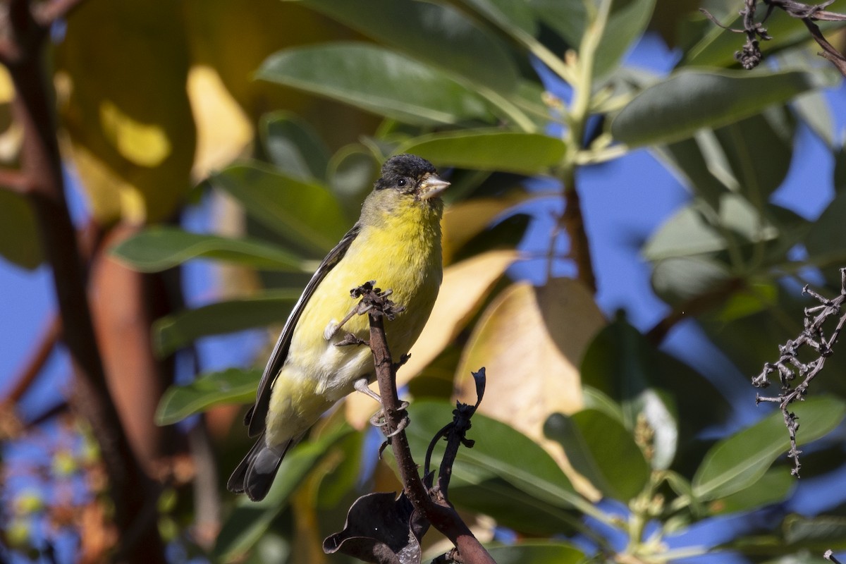 Lesser Goldfinch - ML620715493