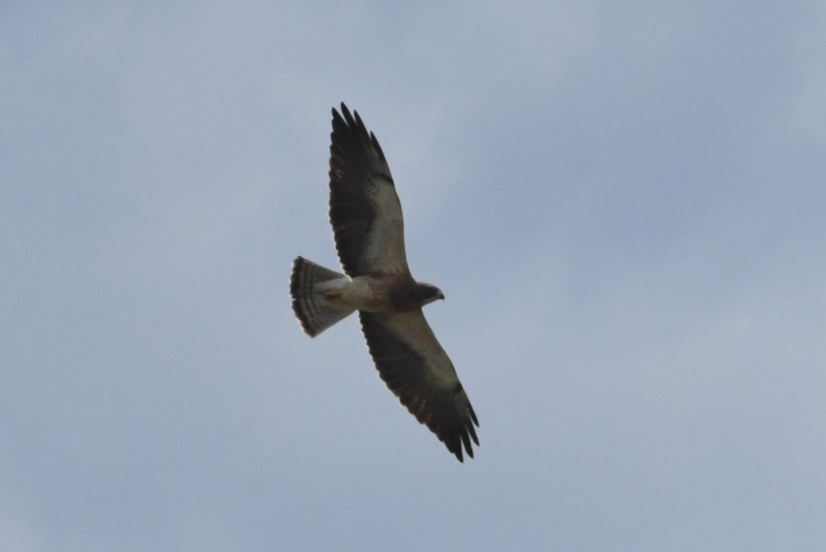 Swainson's Hawk - ML620715494