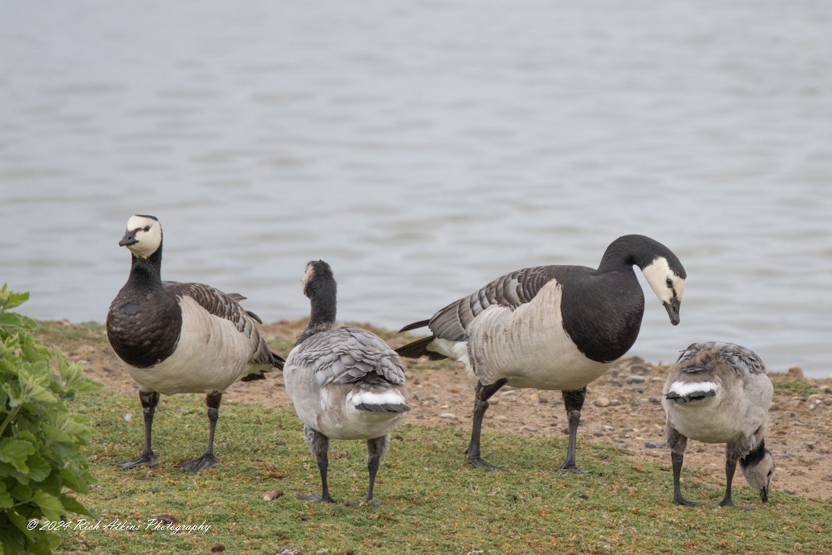 Barnacle Goose - ML620715498