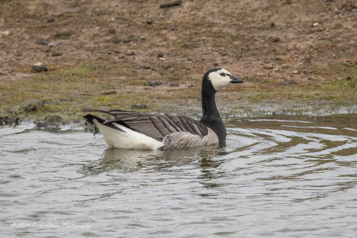 Barnacle Goose - ML620715500