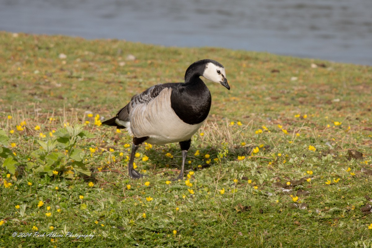 Barnacle Goose - ML620715501